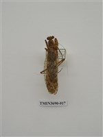 藏品(螳螂)的圖片